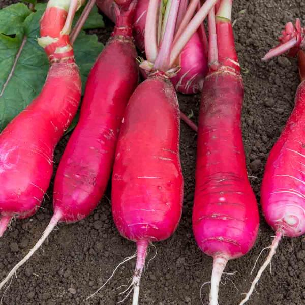 Potagères - Radis Rose d'Hiver de Chine - face recto